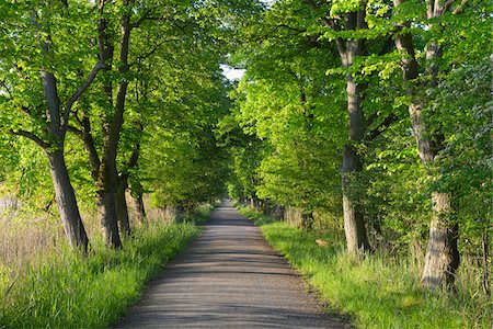 Tree-lined avenue with Chestnut trees, Nature Reserve Moenchbruch, Moerfelden-Walldorf, Hesse, Germany, Europe Stock Photo - Premium Royalty-Free, Code: 600-07848050