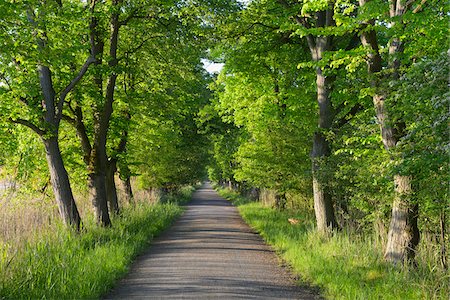 Tree-lined avenue with Chestnut trees, Nature Reserve Moenchbruch, Moerfelden-Walldorf, Hesse, Germany, Europe Photographie de stock - Premium Libres de Droits, Code: 600-07848050