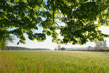 simsearch:600-06786754,k - Branches of a chestnut tree looking through to grassy field, Hesse, Germany, Europe Stock Photo - Premium Royalty-Free, Code: 600-07848051