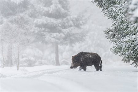 eber - Wild boar (Sus scrofa), Tusker, in winter, Spessart, Bavaria, Germany, Europe Photographie de stock - Premium Libres de Droits, Code: 600-07848064