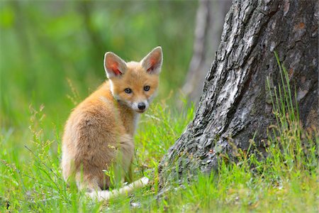petit - Young Red Fox, Vulpes vulpes, Hesse, Germany, Europe Photographie de stock - Premium Libres de Droits, Code: 600-07848068