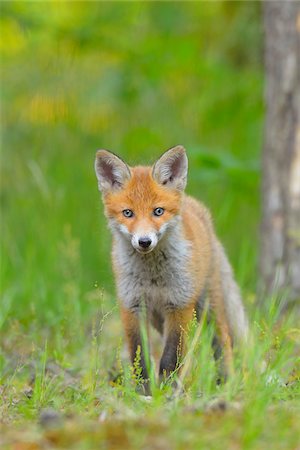 Young Red Fox, Vulpes vulpes, Hesse, Germany, Europe Photographie de stock - Premium Libres de Droits, Code: 600-07848069