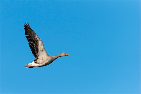 simsearch:700-08542873,k - Greylag goose (Anser anser), flying against blue sky, Hesse, Germany, Europe Stock Photo - Premium Royalty-Free, Code: 600-07848061