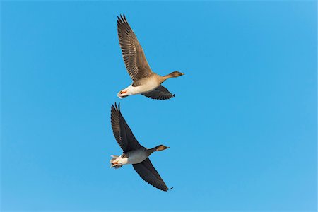 en vol - Bean Geese (Anser fabalis), flying against blue sky, Hesse, Germany, Europe Photographie de stock - Premium Libres de Droits, Code: 600-07848062