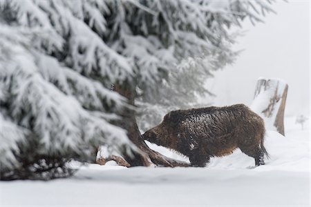 Wild boar (Sus scrofa), Tusker, in winter, Spessart, Bavaria, Germany, Europe Stock Photo - Premium Royalty-Free, Code: 600-07848063