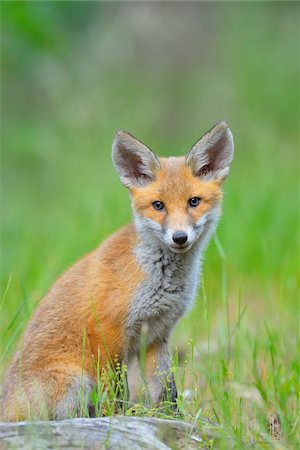 Young Red Fox, Vulpes vulpes, Hesse, Germany, Europe Stock Photo - Premium Royalty-Free, Code: 600-07848075