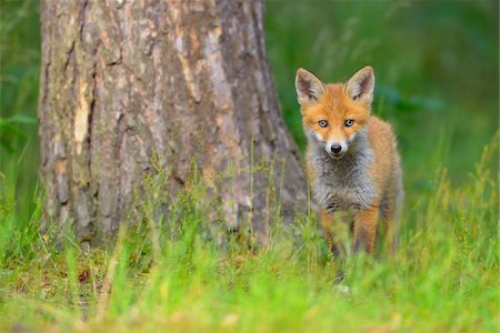 renard - Young Red Fox, Vulpes vulpes, Hesse, Germany, Europe Photographie de stock - Premium Libres de Droits, Code: 600-07848071