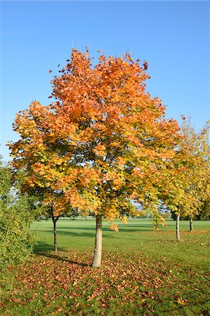 simsearch:600-07911231,k - Scenic view of a Norway maple (Acer platanoides) tree in autumn, Upper Palatinate, Bavaria, Germany Foto de stock - Royalty Free Premium, Número: 600-07849567