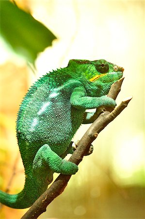 ram (animal) - Close-up of a panther chameleon (Furcifer pardalis) in a terrarium, Bavaria, Germany Foto de stock - Sin royalties Premium, Código: 600-07849570