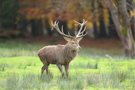 Close-up of Male Red Deer (Cervus elaphus) in Autumn, Bavarian Forest National Park, Bavaria, Germany Foto de stock - Royalty Free Premium, Número: 600-07904551