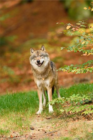 simsearch:700-06531903,k - Portrait of Eurasian Wolf (Canis lupus lupus) in Autumn, Bavarian Forest National Park, Bavaria, Germany Photographie de stock - Premium Libres de Droits, Code: 600-07904552