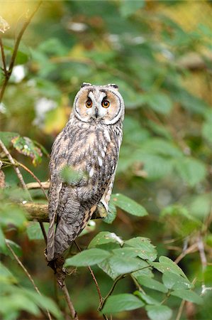 photos of owl in tree - Portrait of Long-eared Owl (Asio otus) in Autumn, Bavarian Forest National Park, Bavaria, Germany Foto de stock - Sin royalties Premium, Código: 600-07911140