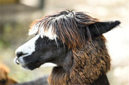 south american animal - Portrait of Alpaca (Vicugna pacos) in Autumn, Bavaria, Germany Stock Photo - Premium Royalty-Free, Code: 600-07911142