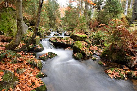 river in forest - Landscape of a river (Kleine Ohe) flowing through the forest in autumn, Bavarian Forest National Park, Bavaria, Germany Stock Photo - Premium Royalty-Free, Code: 600-07911192