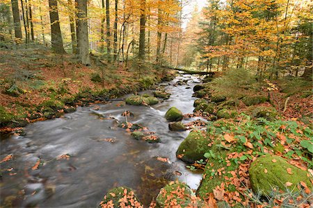 Landscape of a river (Kleine Ohe) flowing through the forest in autumn, Bavarian Forest National Park, Bavaria, Germany Stockbilder - Premium RF Lizenzfrei, Bildnummer: 600-07911204