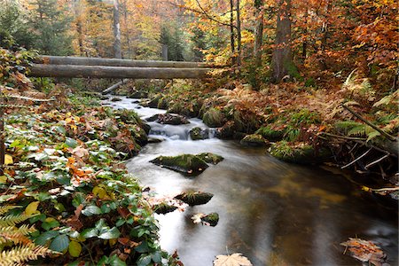 Landscape of a river (Kleine Ohe) flowing through the forest in autumn, Bavarian Forest National Park, Bavaria, Germany Stock Photo - Premium Royalty-Free, Code: 600-07911201