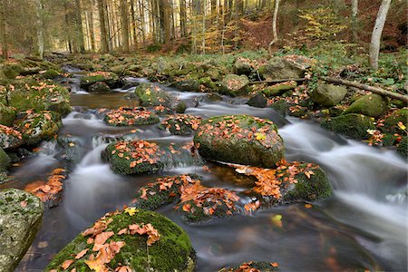 simsearch:841-08357514,k - Landscape of a river (Kleine Ohe) flowing through the forest in autumn, Bavarian Forest National Park, Bavaria, Germany Photographie de stock - Premium Libres de Droits, Code: 600-07911203