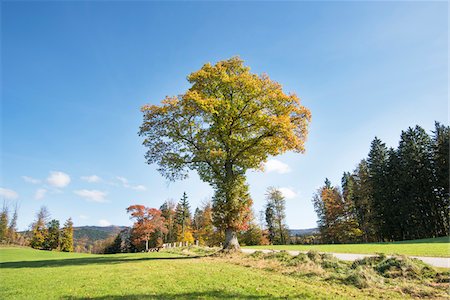 simsearch:600-07945056,k - Northern red oak tree (Quercus rubra) beside a street in autumn, Bavarian Forest National Park, Bavaria, Germany Foto de stock - Sin royalties Premium, Código: 600-07911212