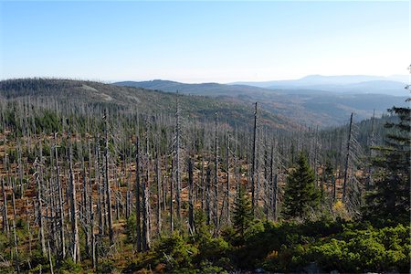 Landscape of dead Norway spruce (Picea abies) forest killed by bark beetle (Scolytidae), Bavarian Forest National Park, Bavaria, Germany Photographie de stock - Premium Libres de Droits, Code: 600-07911238
