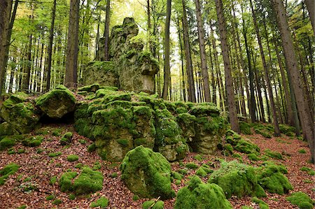 simsearch:700-00026833,k - Moss covered rocks in a European beech (Fagus sylvatica) forest in autumn, Upper Palatinate, Bavaria, Germany Stockbilder - Premium RF Lizenzfrei, Bildnummer: 600-07911265