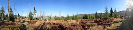 evergreen tree looking up - Landscape of dead Norway spruce (Picea abies) forest killed by bark beetle (Scolytidae), Bavarian Forest National Park, Bavaria, Germany Stock Photo - Premium Royalty-Free, Code: 600-07911271