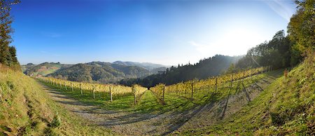 Landscape of Vineyard on Sunny Day in Autumn, Styria, Austria Stock Photo - Premium Royalty-Free, Code: 600-07944964