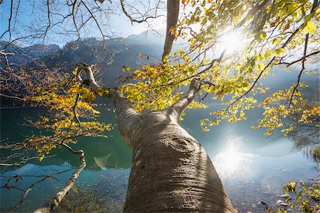 sunshine through trees - European Beech (Fagus sylvatica) Tree beside Langbathsee in Autumn, Austria Stock Photo - Premium Royalty-Free, Code: 600-07944991
