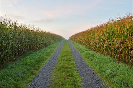 Gravel Road through Cornfield, Vielbrunn, Odenwald, Hesse, Germany Photographie de stock - Premium Libres de Droits, Code: 600-07945004