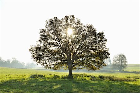 Oak Tree with Sun, Vogelsbergkreis, Hesse, Germany Foto de stock - Sin royalties Premium, Código: 600-07945047