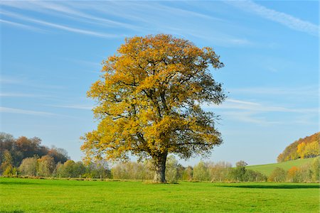 simsearch:600-07945052,k - Oak Tree in Autumn, Vogelsbergkreis, Hesse, Germany Stockbilder - Premium RF Lizenzfrei, Bildnummer: 600-07945056
