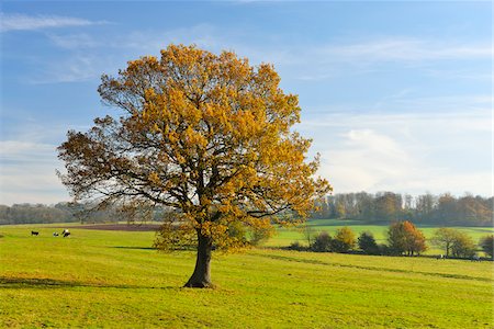 Oak Tree in Autumn, Vogelsbergkreis, Hesse, Germany Stock Photo - Premium Royalty-Free, Code: 600-07945050