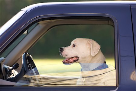 Close-up portrait of dog inside truck, USA Photographie de stock - Premium Libres de Droits, Code: 600-07945076