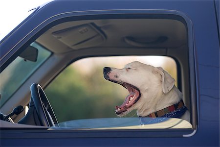 Close-up of dog yawning while inside a truck, USA Photographie de stock - Premium Libres de Droits, Code: 600-07945077
