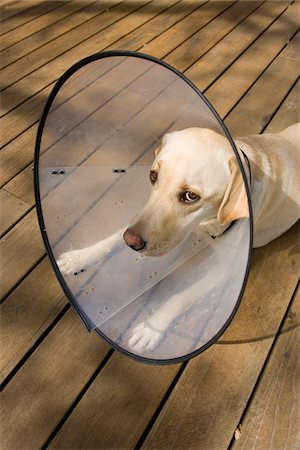deck - Dog lying on deck outdoors, wearing elizabethan collar looking sad, USA Stock Photo - Premium Royalty-Free, Code: 600-07945078