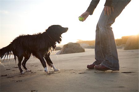 sable noir - A dog plays fetch on Lucy Vincent Beach on Martha's Vineyard, Massachusetts, USA Photographie de stock - Premium Libres de Droits, Code: 600-07945079