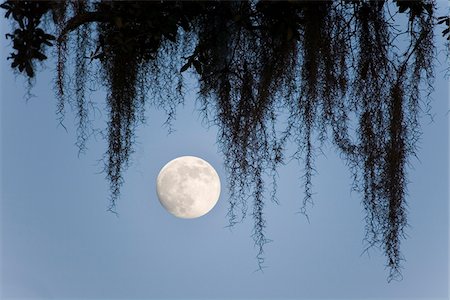 espace naturel - Full moon visible through spanish moss hanging from an oak tree in Geargia, USA. Photographie de stock - Premium Libres de Droits, Code: 600-07945116