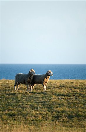 Sheep grazing at the Allen Farm on Martha's Vineyard, Massachusetts, USA. Stock Photo - Premium Royalty-Free, Code: 600-07945112
