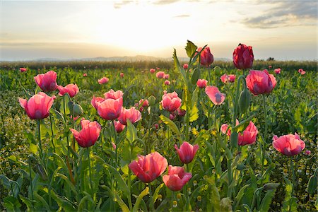 poppy flowers - Close-up of Opium Poppy Field (Papaver somniferum) at Sunrise, Summer, Germerode, Hoher Meissner, Werra Meissner District, Hesse, Germany Stock Photo - Premium Royalty-Free, Code: 600-07945150