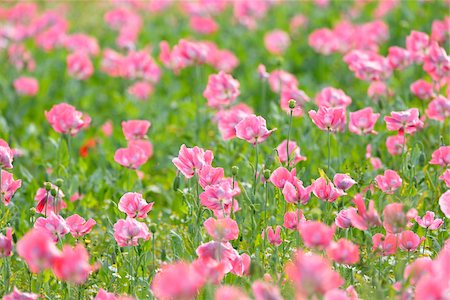 ranunculales - Close-up of Opium Poppy Field (Papaver somniferum) Summer, Germerode, Hoher Meissner, Werra Meissner District, Hesse, Germany Stock Photo - Premium Royalty-Free, Code: 600-07945164