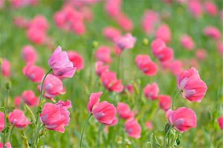 flower calm nobody - Close-up of Opium Poppy Field (Papaver somniferum) Summer, Germerode, Hoher Meissner, Werra Meissner District, Hesse, Germany Stock Photo - Premium Royalty-Free, Code: 600-07945165