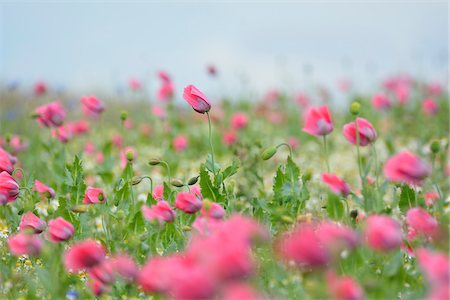 Close-up of Opium Poppy Field (Papaver somniferum) Summer, Germerode, Hoher Meissner, Werra Meissner District, Hesse, Germany Photographie de stock - Premium Libres de Droits, Code: 600-07945169