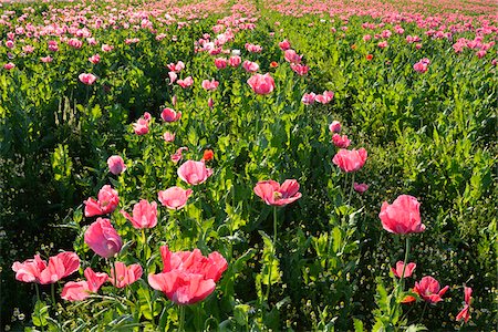 simsearch:600-07945192,k - Close-up of Opium Poppy Field (Papaver somniferum) Summer, Germerode, Hoher Meissner, Werra Meissner District, Hesse, Germany Stockbilder - Premium RF Lizenzfrei, Bildnummer: 600-07945177