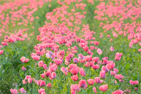 Opium Poppy Field (Papaver somniferum) Summer, Germerode, Hoher Meissner, Werra Meissner District, Hesse, Germany Photographie de stock - Premium Libres de Droits, Code: 600-07945178