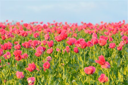 flowers summer - Opium Poppy Field (Papaver somniferum) Summer, Germerode, Hoher Meissner, Werra Meissner District, Hesse, Germany Stock Photo - Premium Royalty-Free, Code: 600-07945173