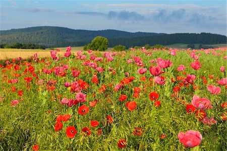 simsearch:600-07945192,k - Opium Poppies (Papaver somniferum) and Corn Poppies (Papaver rhoeas) in Field, Summer, Germerode, Hoher Meissner, Werra Meissner District, Hesse, Germany Stockbilder - Premium RF Lizenzfrei, Bildnummer: 600-07945186