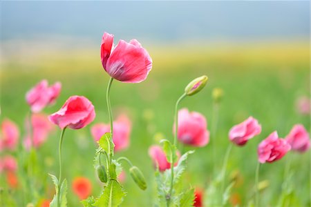 Close-up of Opium Poppies (Papaver somniferum) in field, Summer, Germerode, Hoher Meissner, Werra Meissner District, Hesse, Germany Stockbilder - Premium RF Lizenzfrei, Bildnummer: 600-07945194