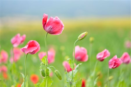 field of wildflowers - Close-up of Opium Poppies (Papaver somniferum) in field, Summer, Germerode, Hoher Meissner, Werra Meissner District, Hesse, Germany Stock Photo - Premium Royalty-Free, Code: 600-07945194