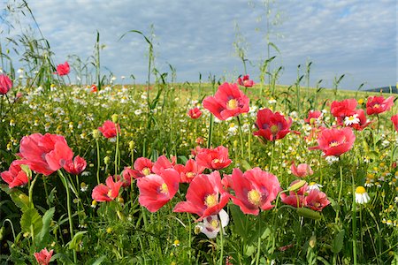 Close-up of Opium Poppies (Papaver somniferum) and Chamomile (Matricaria chamomilla) in field, Summer, Germerode, Hoher Meissner, Werra Meissner District, Hesse, Germany Stockbilder - Premium RF Lizenzfrei, Bildnummer: 600-07945197