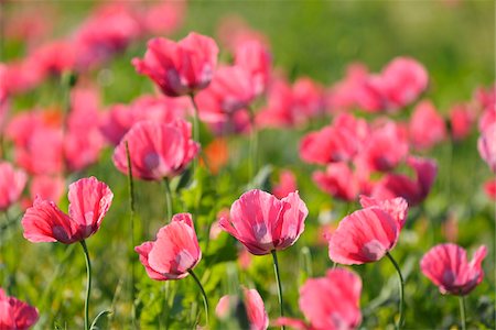 flower head - Close-up of Opium Poppies (Papaver somniferum) in field, Summer, Germerode, Hoher Meissner, Werra Meissner District, Hesse, Germany Photographie de stock - Premium Libres de Droits, Code: 600-07945192