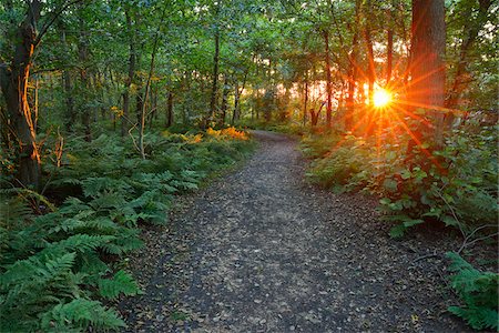 starburst - Forest Path at Sunset, Summer, Norderney, East Frisia Island, North Sea, Lower Saxony, Germany Stock Photo - Premium Royalty-Free, Code: 600-07945206